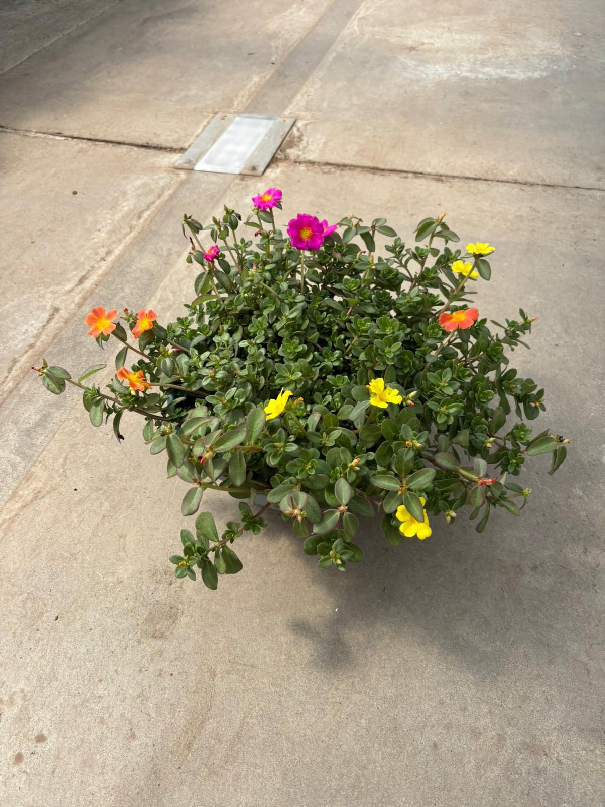 Portulaca carnaval 25cm 30cm Pot