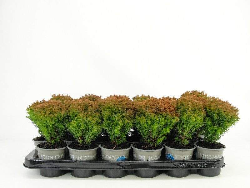 Thuja occidentalis Anniek 15cm 9cm Pot