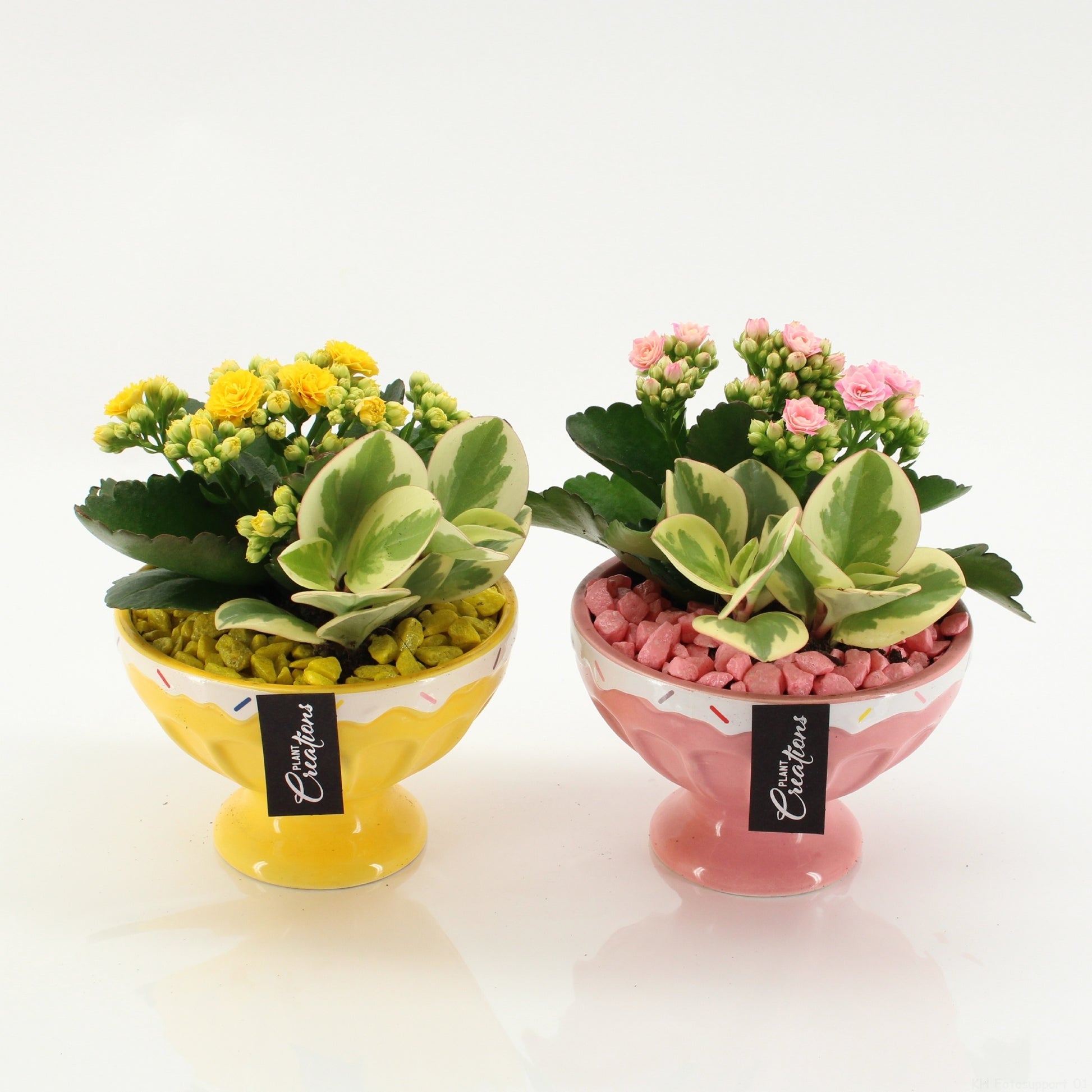 SFCR-2602 Summer Beach 20cm 14cm Pot