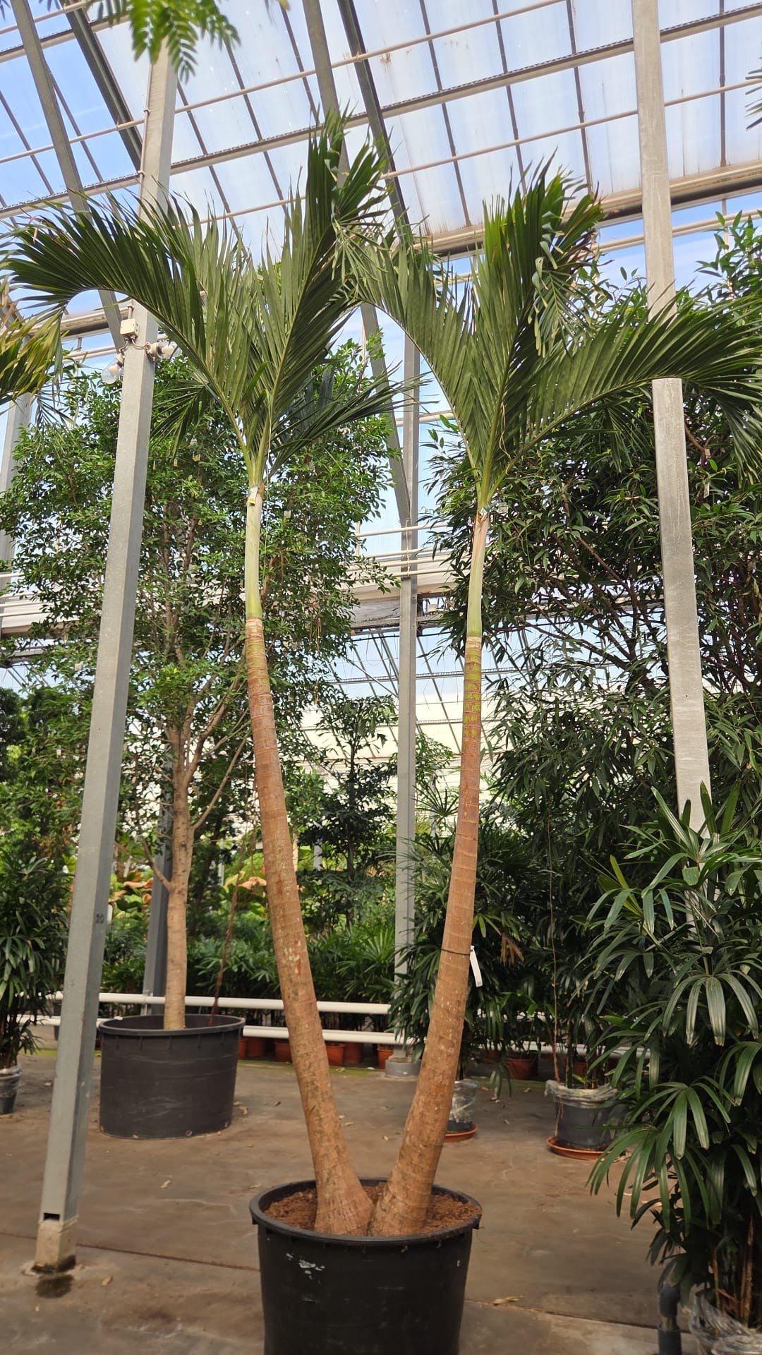 Carludovica palmata 500cm 96cm Pot