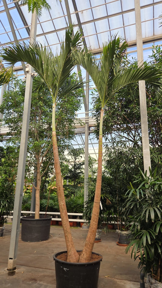Carludovica palmata 500cm 96cm Pot