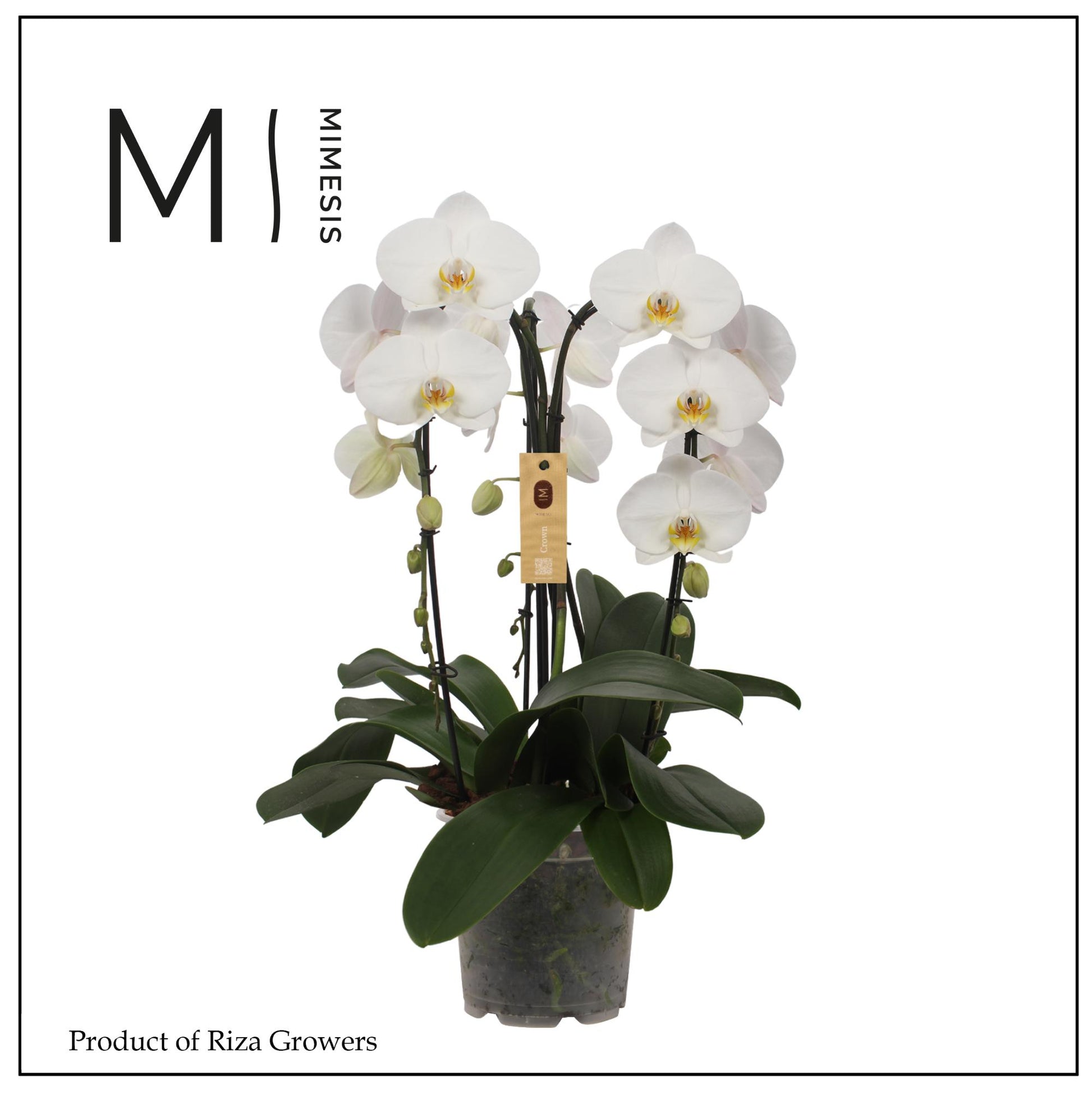 Phalaenopsis Tokyo 65cm 21cm Pot