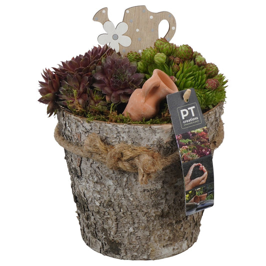 arr. Sempervivum 22cm 15cm Pot