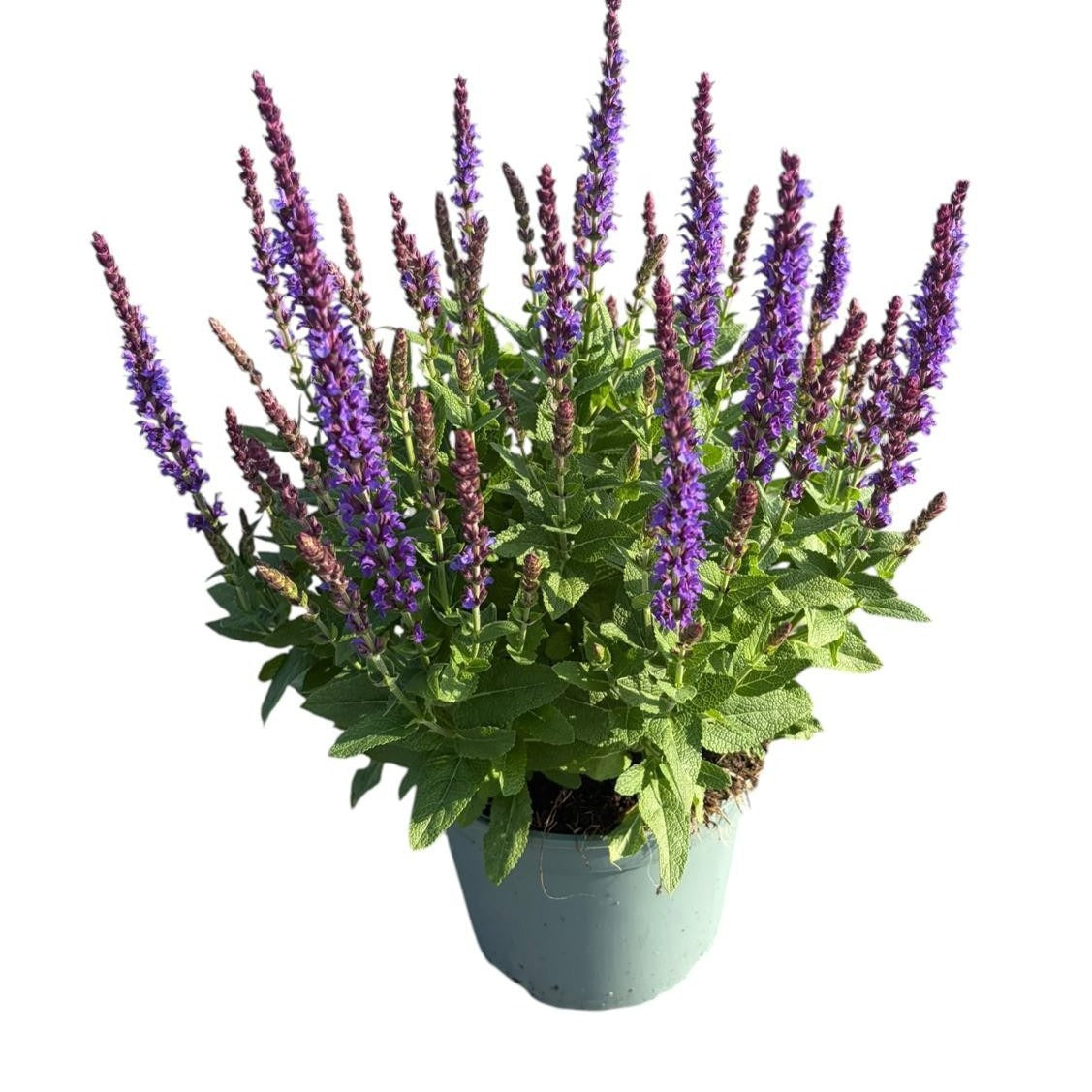 Salvia nem. Ostfriesland 30cm 17cm Pot