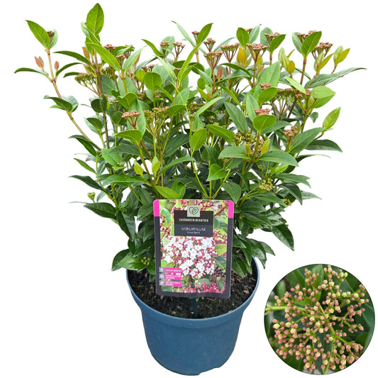 Viburnum tinus Spirit 55cm 23cm Pot