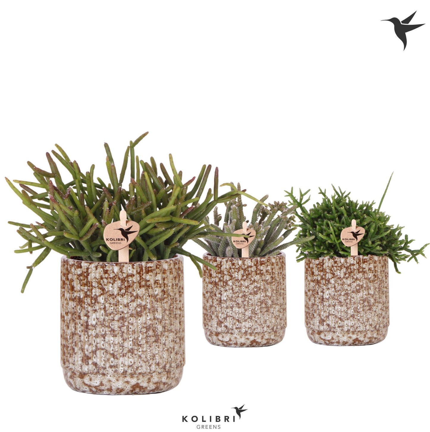 OK Plant Rhipsalis mix (+ drp.Jaguar) Pack of 8