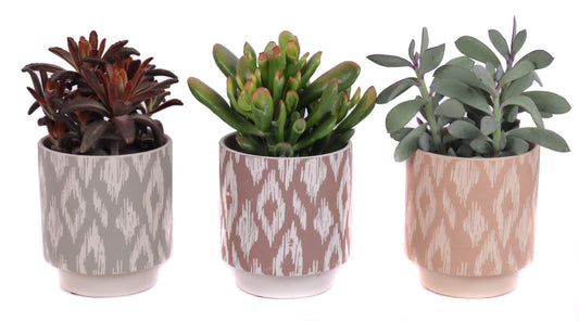 Succulent mix 35cm 14cm Pot