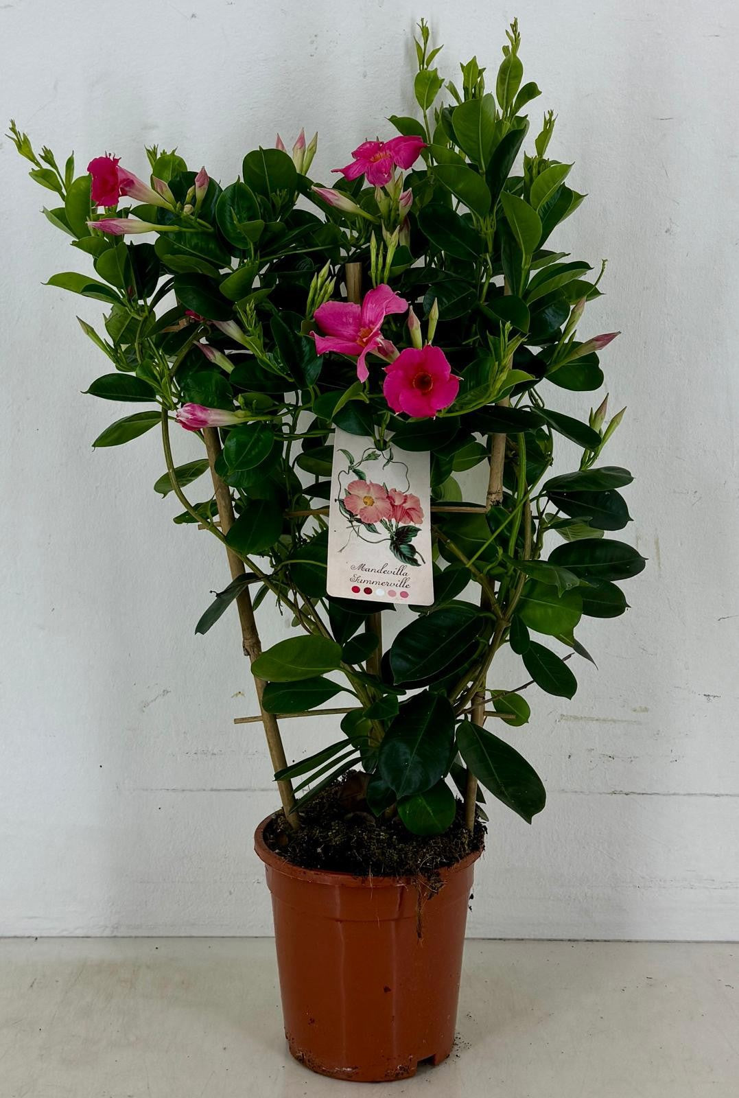 Mandevilla Early Pink 60cm 17cm Pot