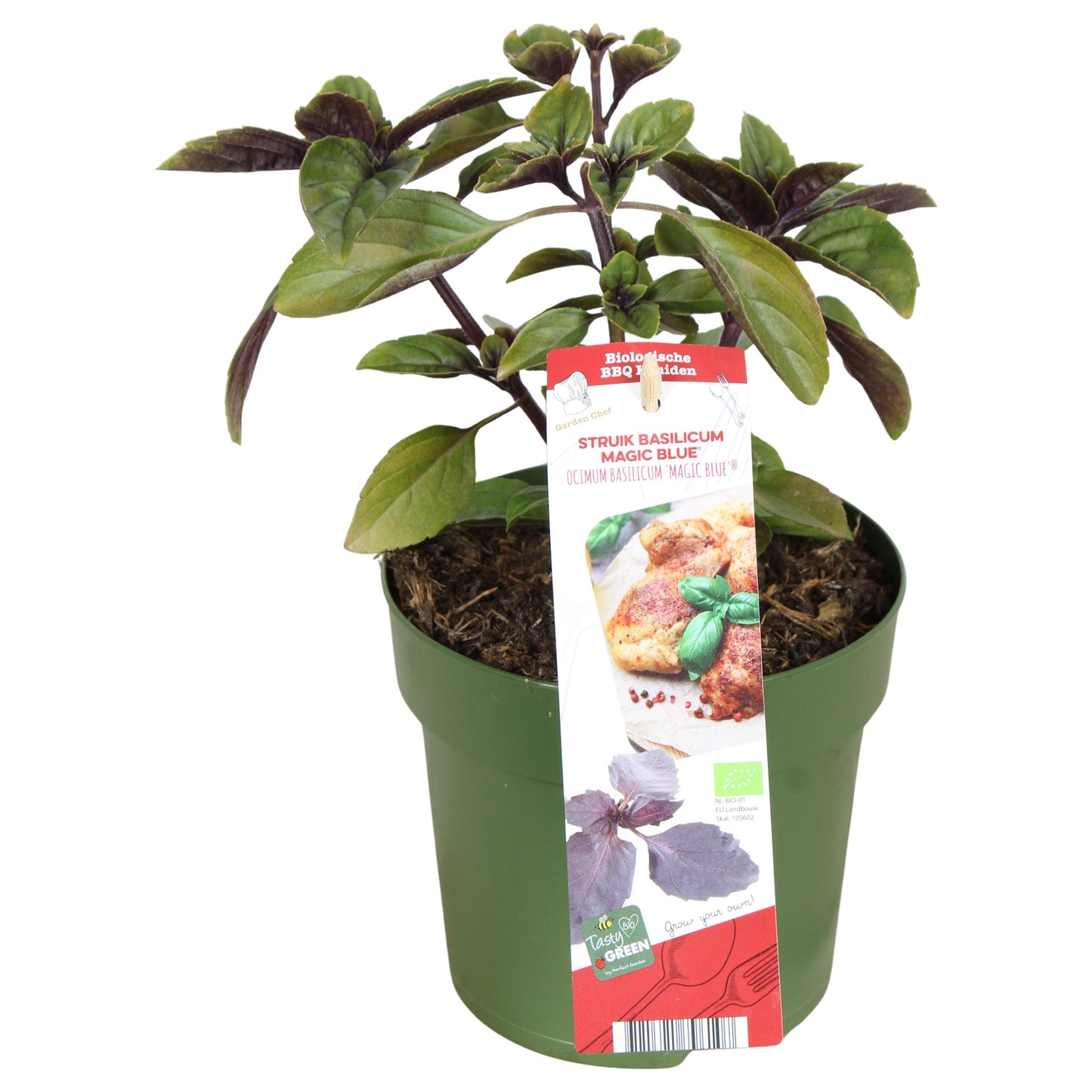 Ocimum basilicum (Basil) 30cm 14cm Pot