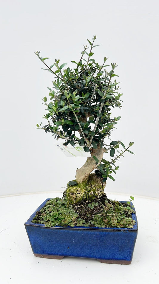 Olea europaea 35cm 18cm Pot