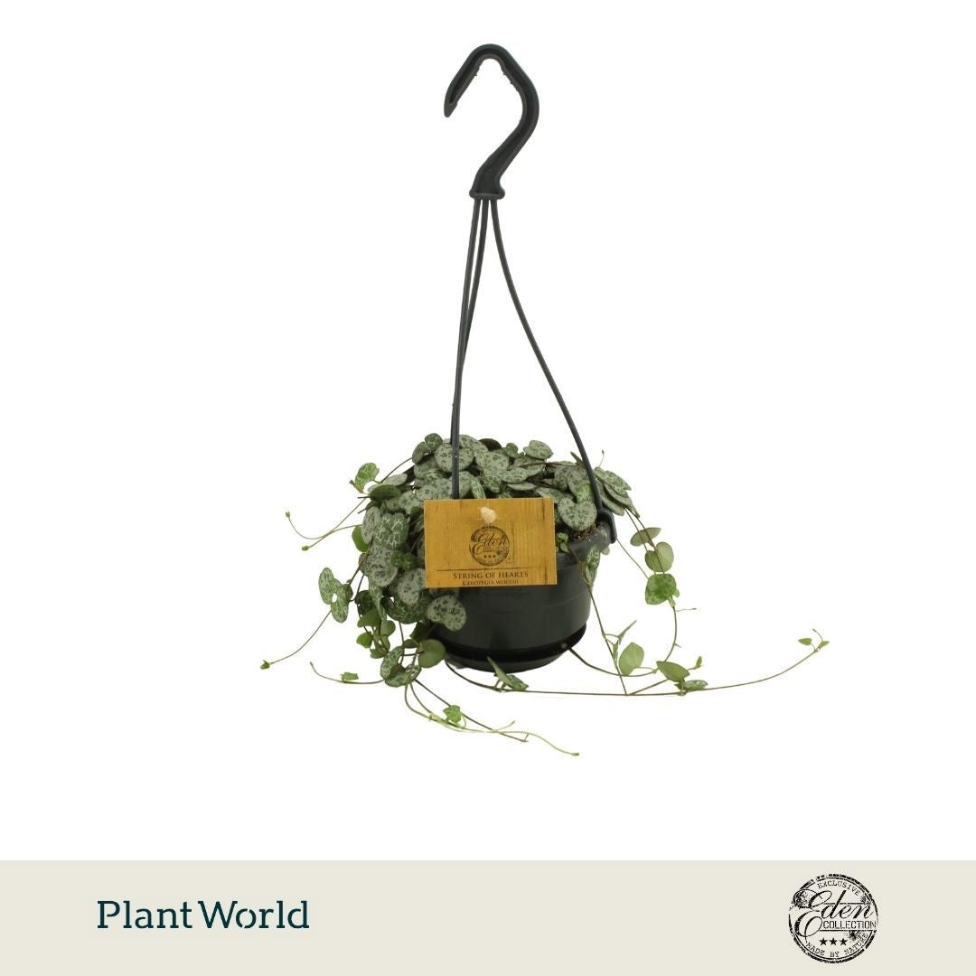Plantworld Smit Kwekerij Ceropegia woodii variegated Pack of 5