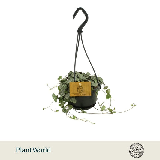 Ceropegia woodii variegated 15cm 10.5cm Pot