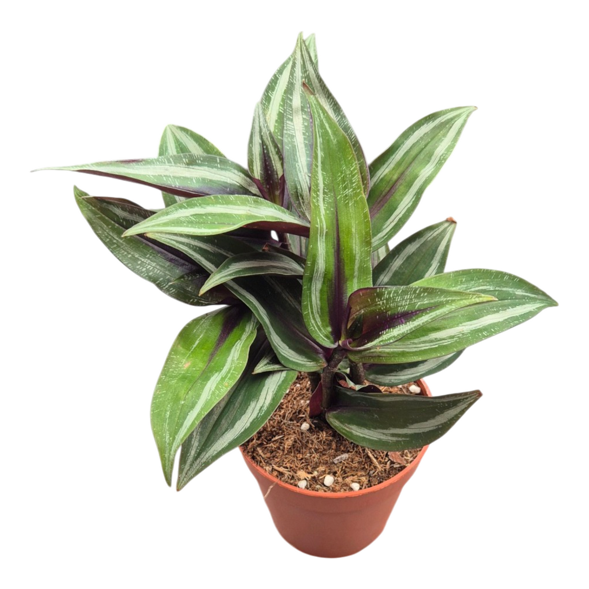 Dichorisandra thyr. Blue Bamboo 25cm 9cm Pot