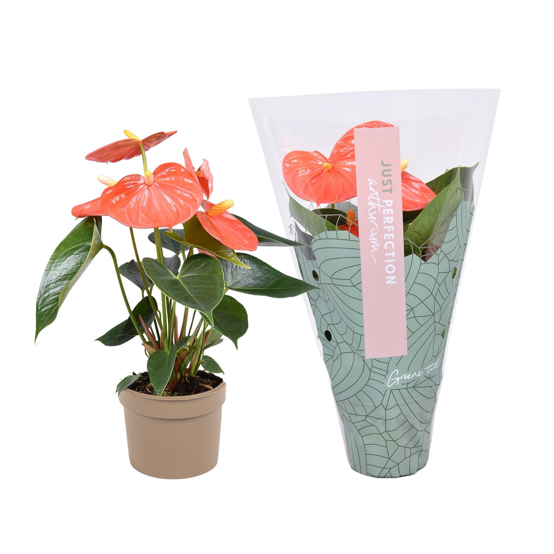 Anthurium Orange Champion 25cm 9cm Pot