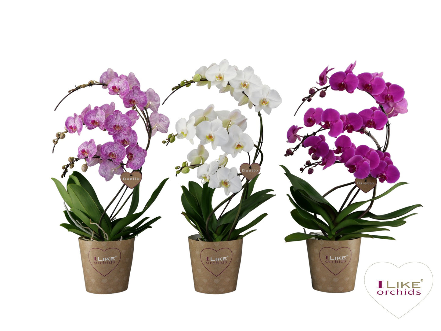 Phalaenopsis Duetto Swane mix 60cm 17cm Pot