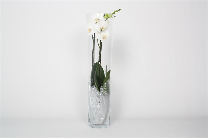 Phalaenopsis white 55cm 12cm Pot
