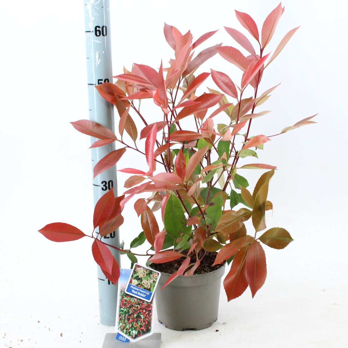 Photinia Red Robin 55cm 17cm Pot
