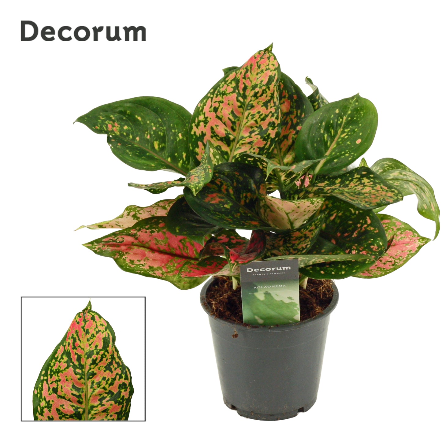 Aglaonema Amanyance 25cm 12cm Pot