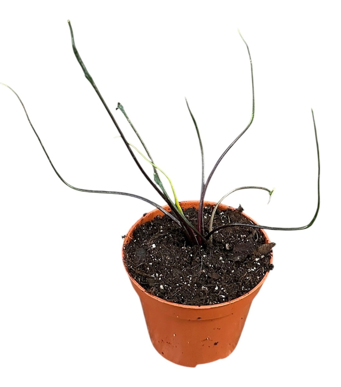 Alocasia amazonica 10cm 8cm Pot