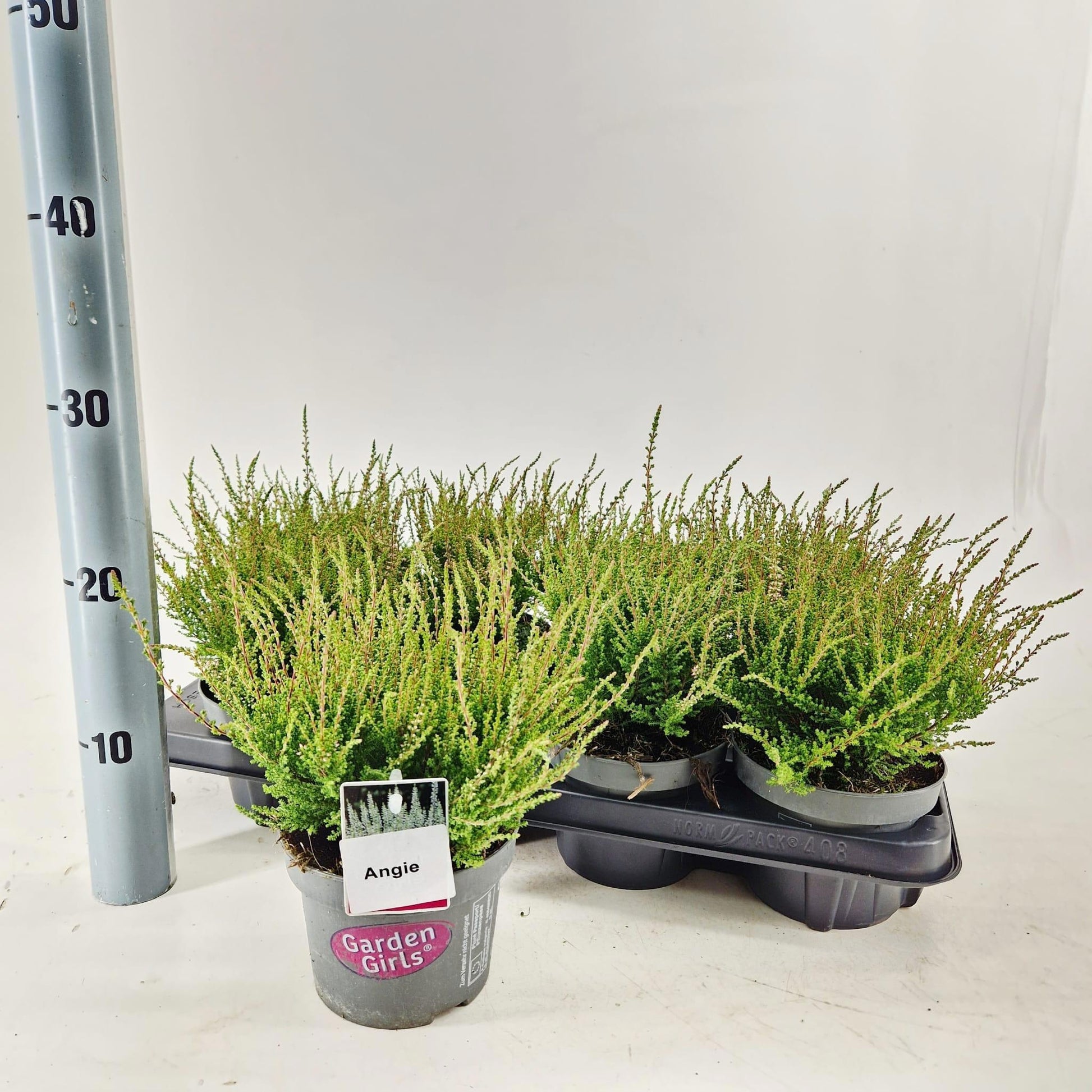 Calluna Garden Girls Angie 15cm 13cm Pot