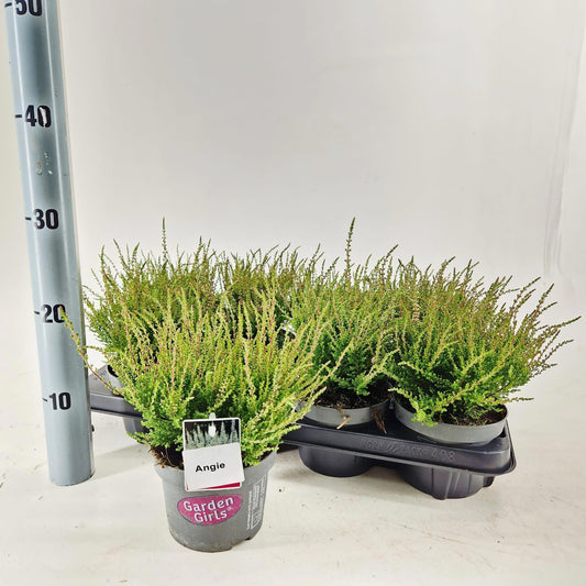 Calluna Garden Girls Angie 15cm 13cm Pot