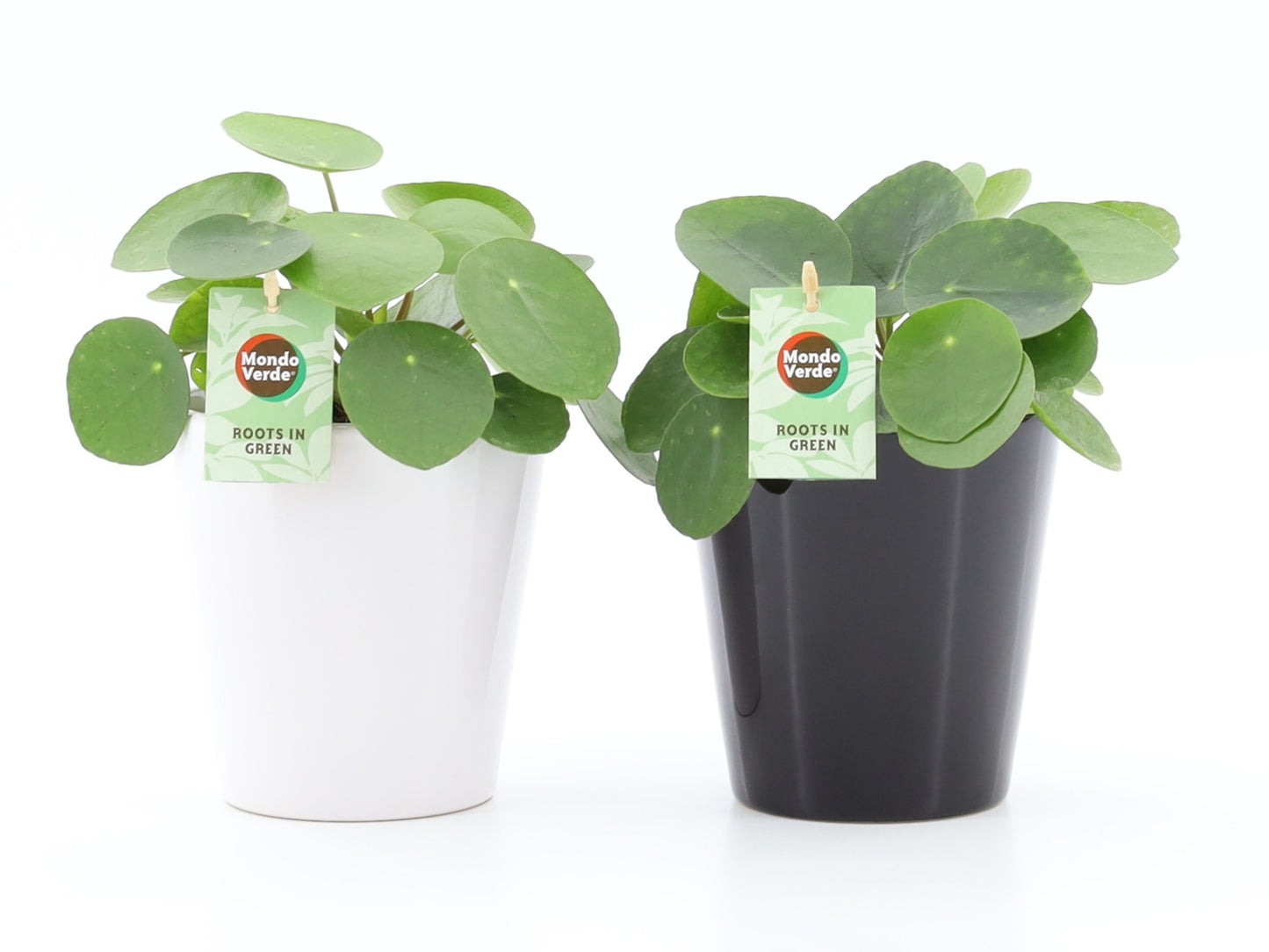 Pilea peperomioides 25cm 13cm Pot