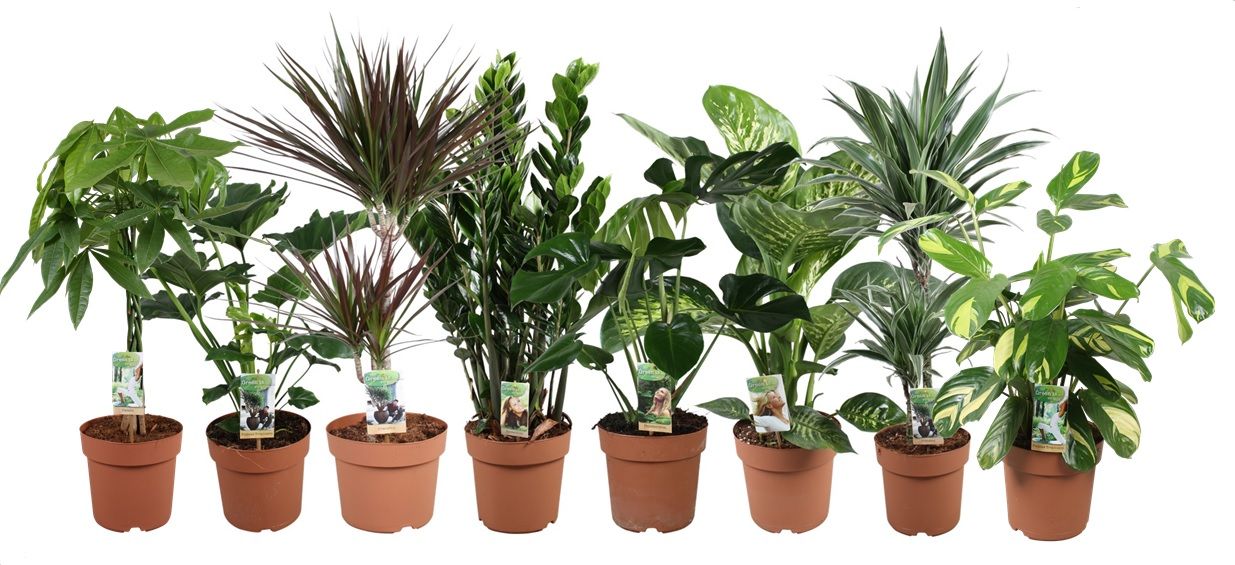 Foliage houseplants mix 70cm 21cm Pot