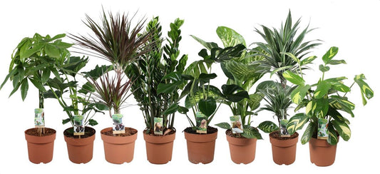 Foliage houseplants mix 70cm 21cm Pot