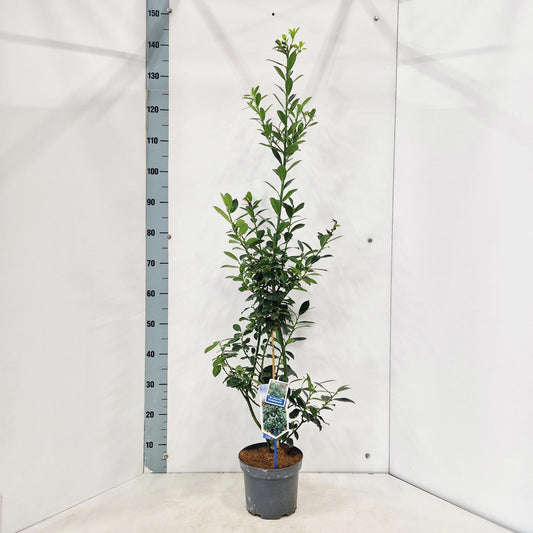 Ilex mes. Heckenpracht 150cm 19cm Pot
