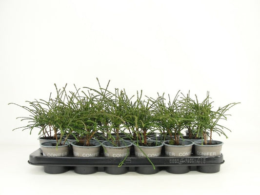Thuja plicata Whipecord 20cm 9cm Pot