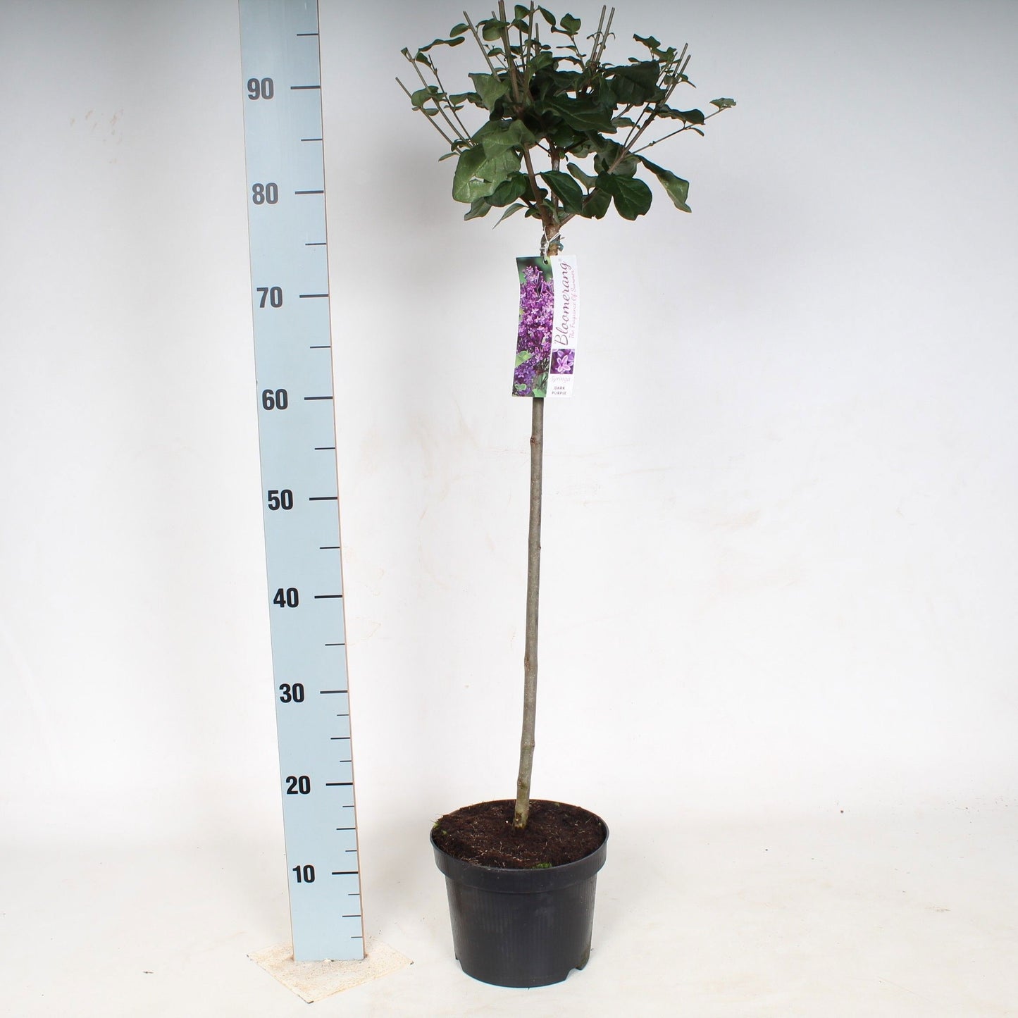 Syringa Hybrid 140cm 23cm Pot