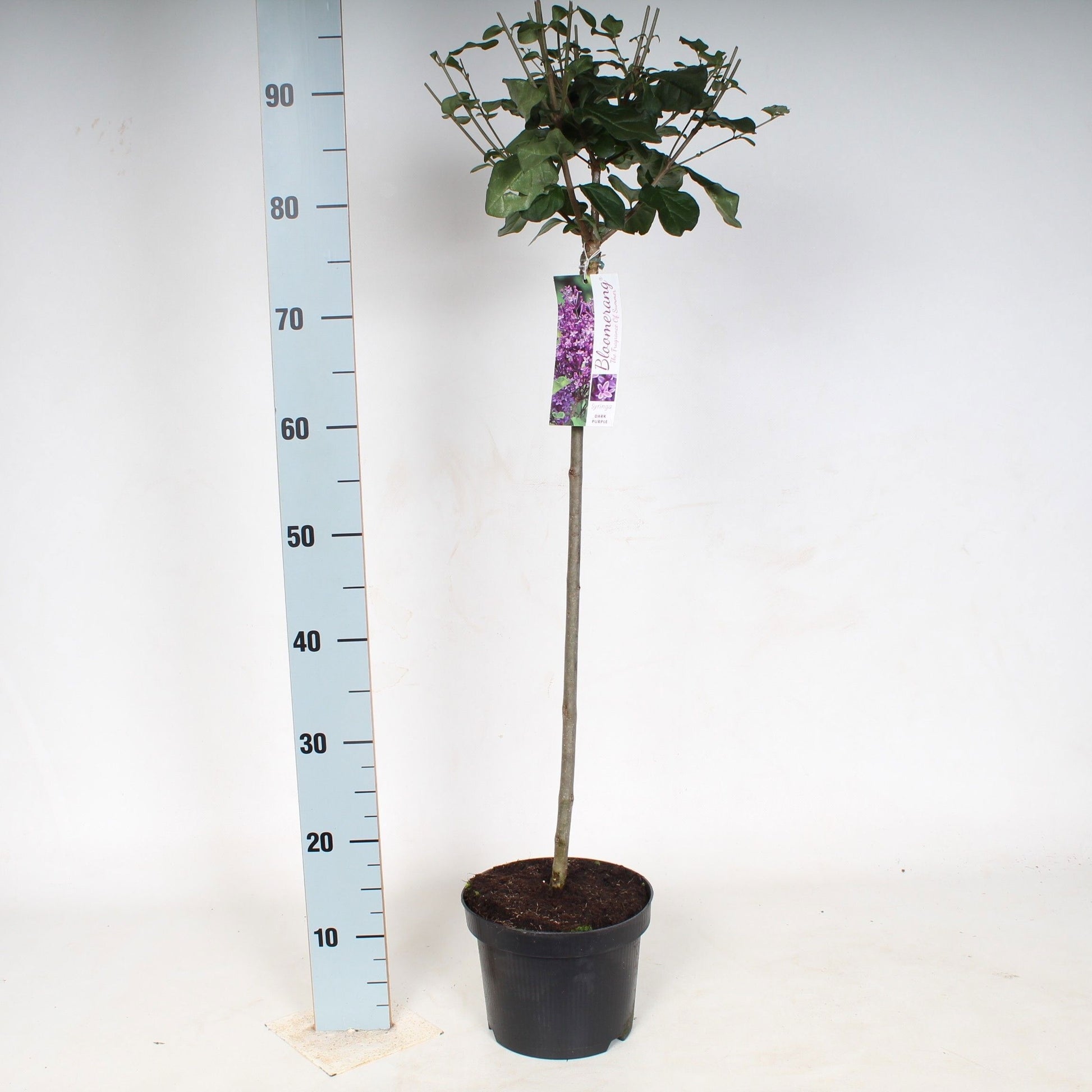 Syringa Hybrid 140cm 23cm Pot