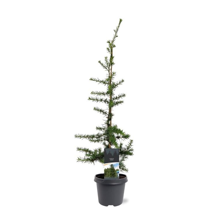 Cedrus libani 90cm 23cm Pot