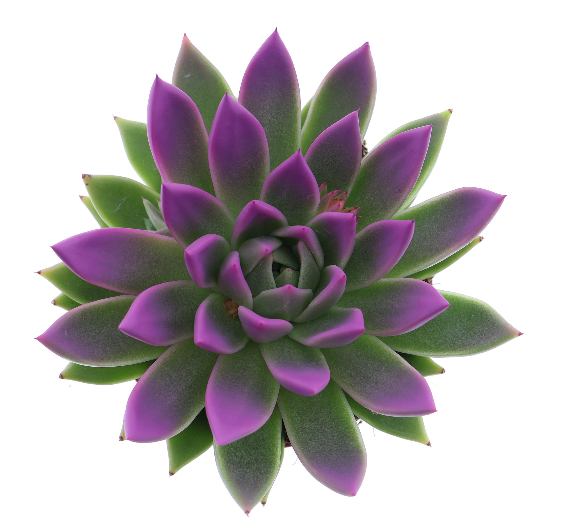 Euro Cactus Holland Bv Miranda tips fuchsia Pack of 6