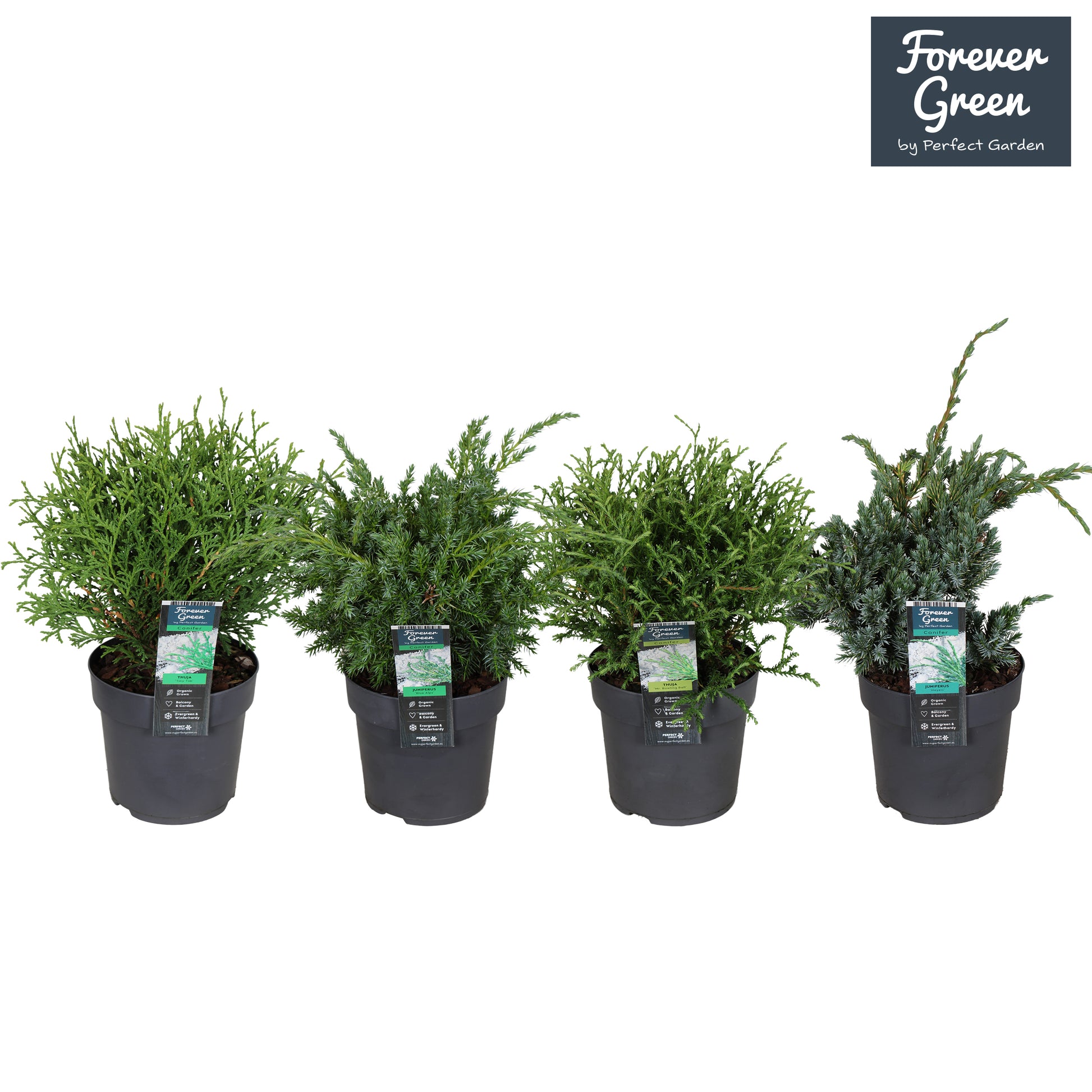 Conifer mix 30cm 14cm Pot