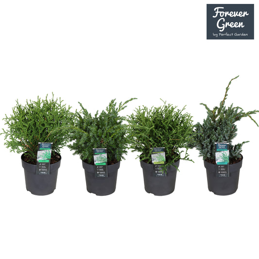 Conifer mix 30cm 14cm Pot