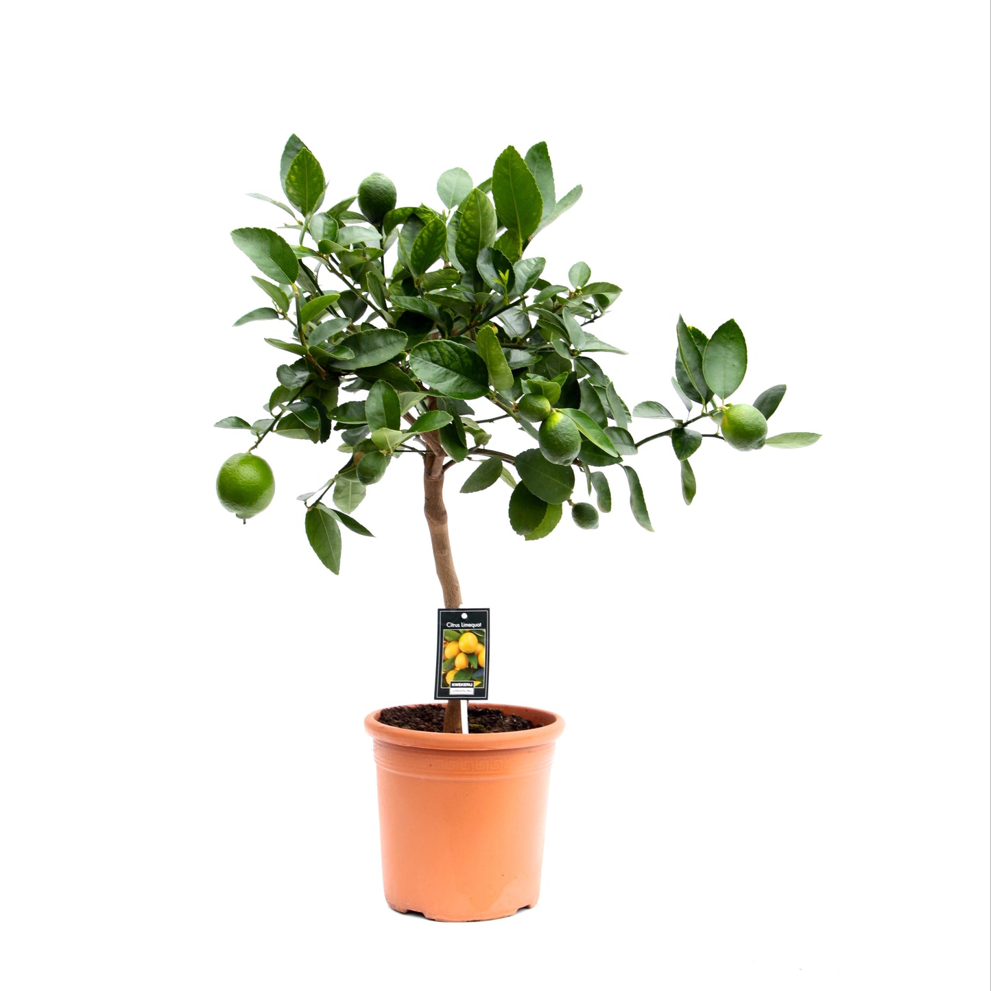 Jongerling, Kwekerij Citrus Lime Red Pack of 1