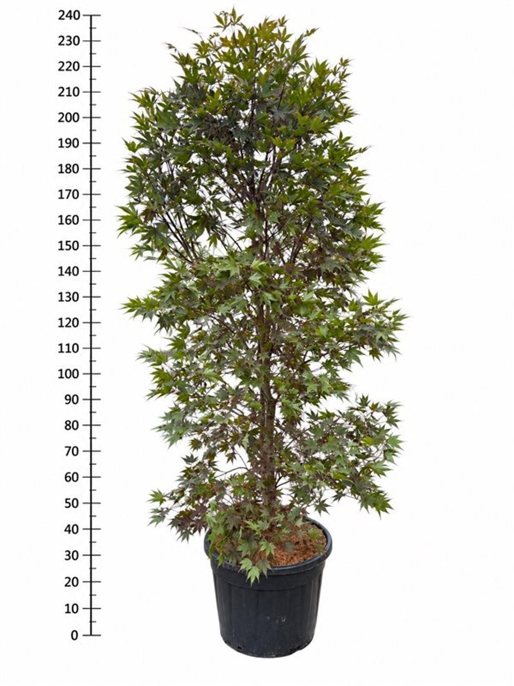 Acer Fireglow 240cm 55cm Pot