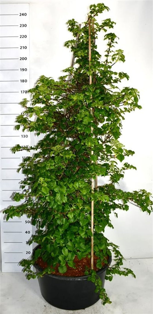 Hydrangea petiolaris 220cm 54cm Pot