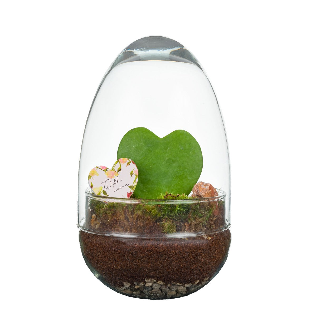 Wardians Terrarium - Oeuf small (hoya kerrii) 20cm 12cm Pot