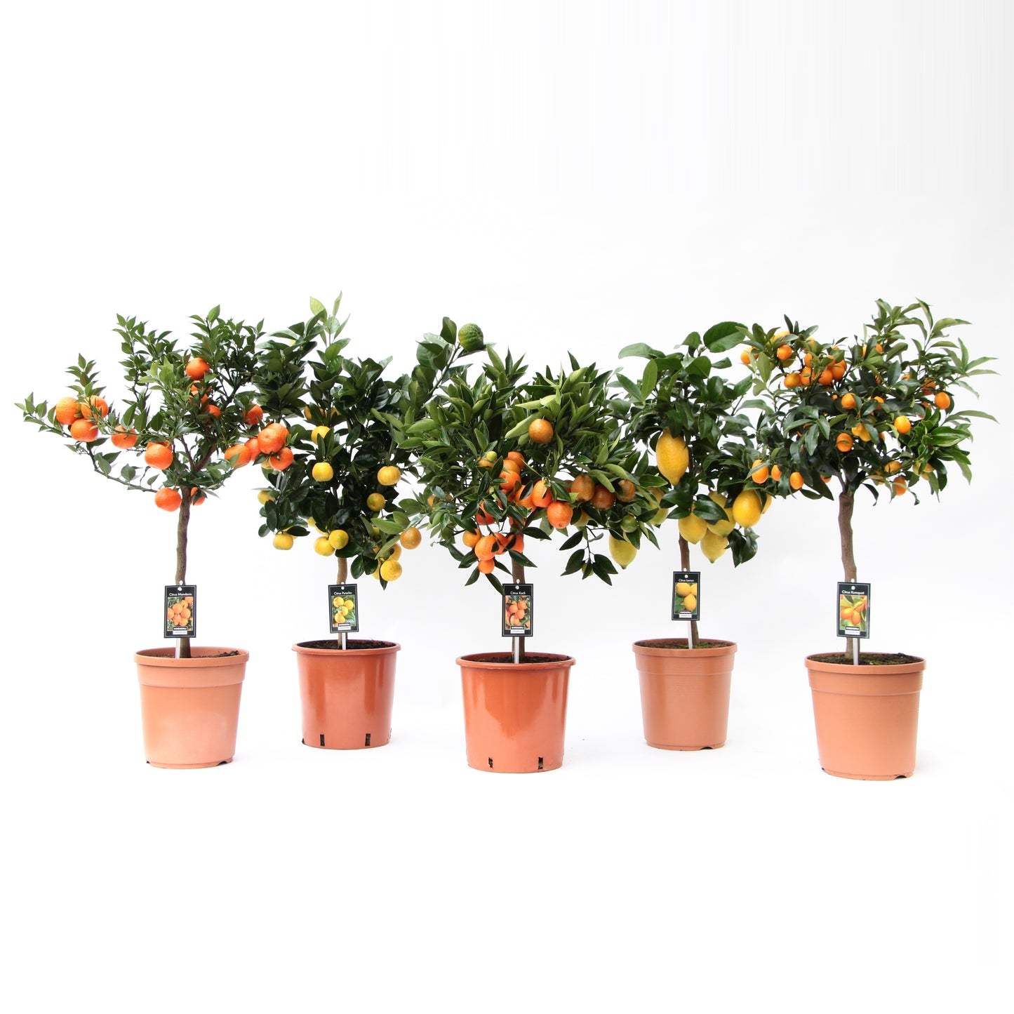 Jongerling, Kwekerij Citrus mix standard Pack of 1