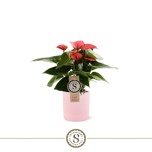 Anthurium Pink Champion 30cm 9cm Pot