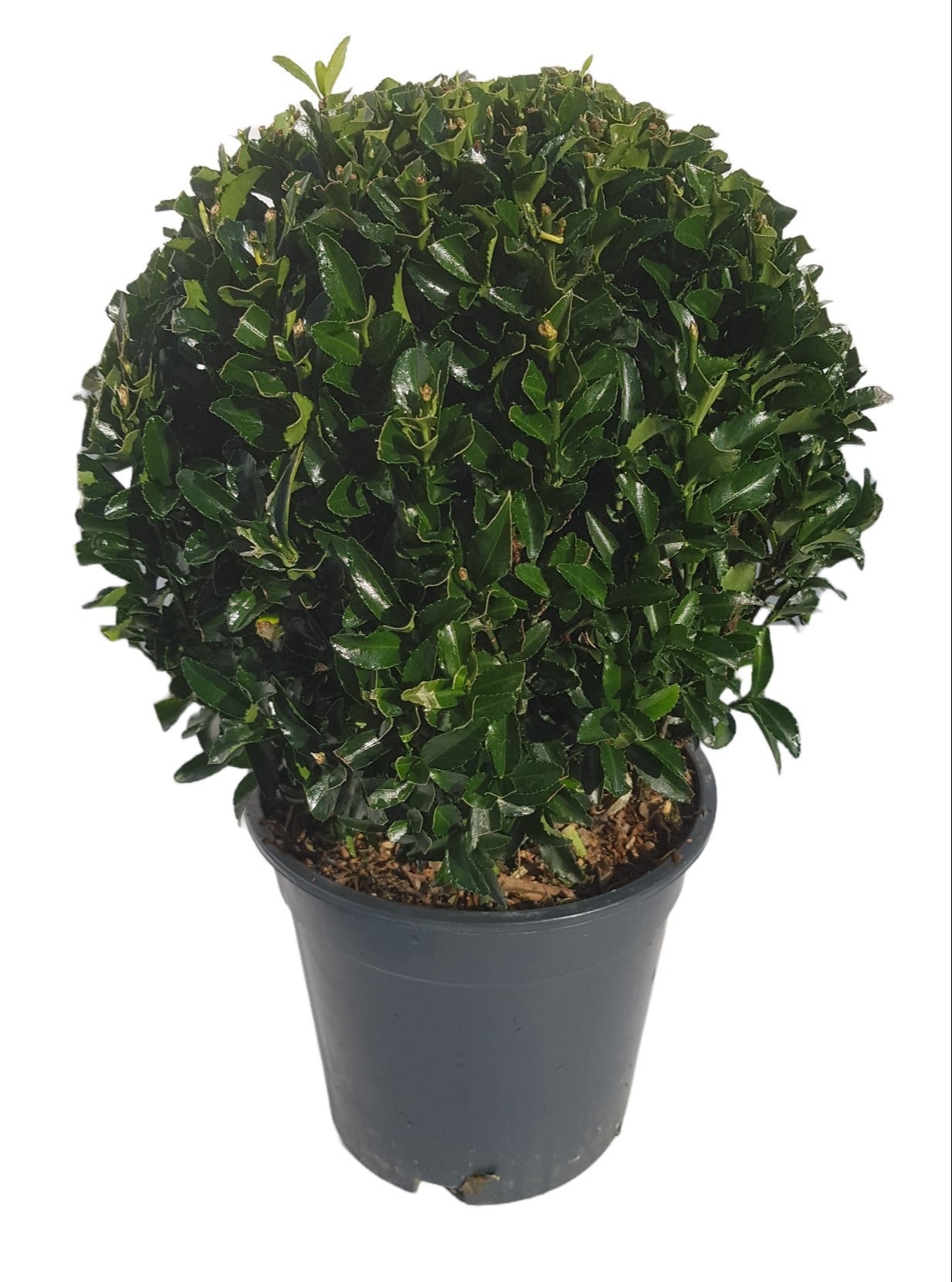 Euonymus Green Spire 40cm 17cm Pot