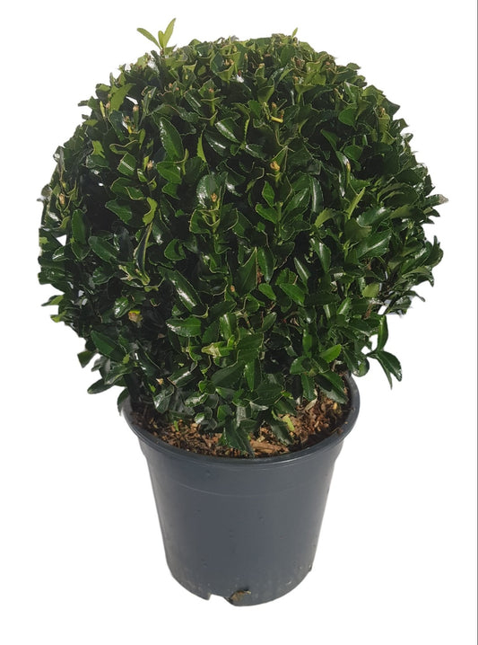Euonymus Green Spire 40cm 17cm Pot