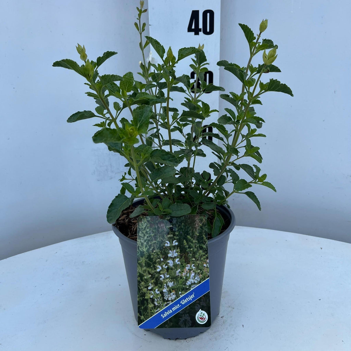 Salvia microphylla 35cm 17cm Pot