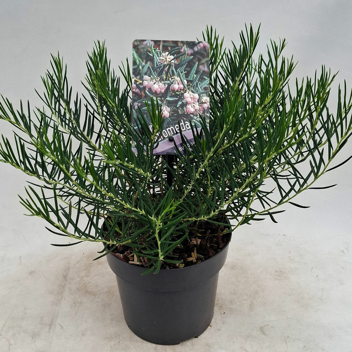 Andromeda Blue Lagoon 20cm 17cm Pot