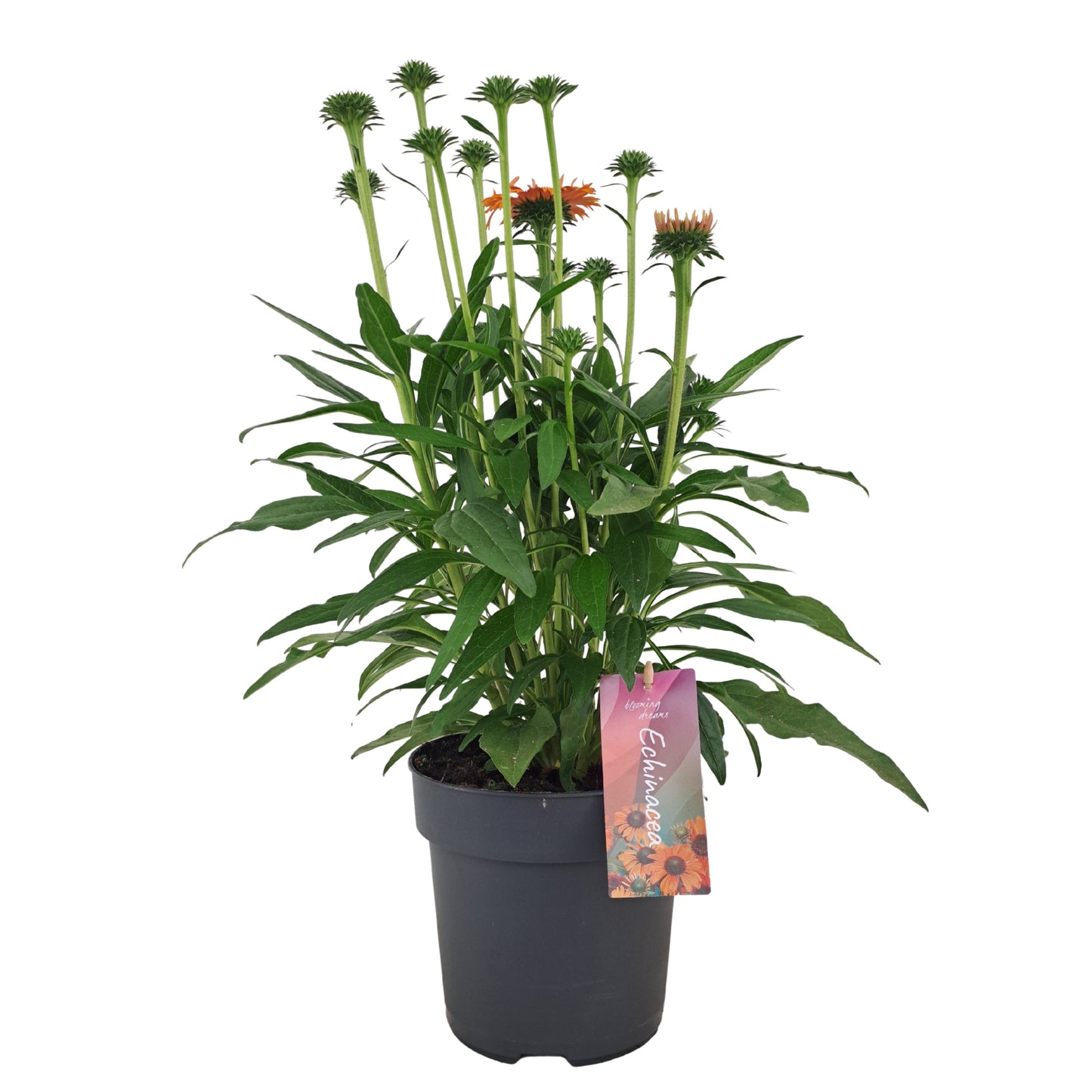 Echinacea Sunseekers Mineola 50cm 17cm Pot