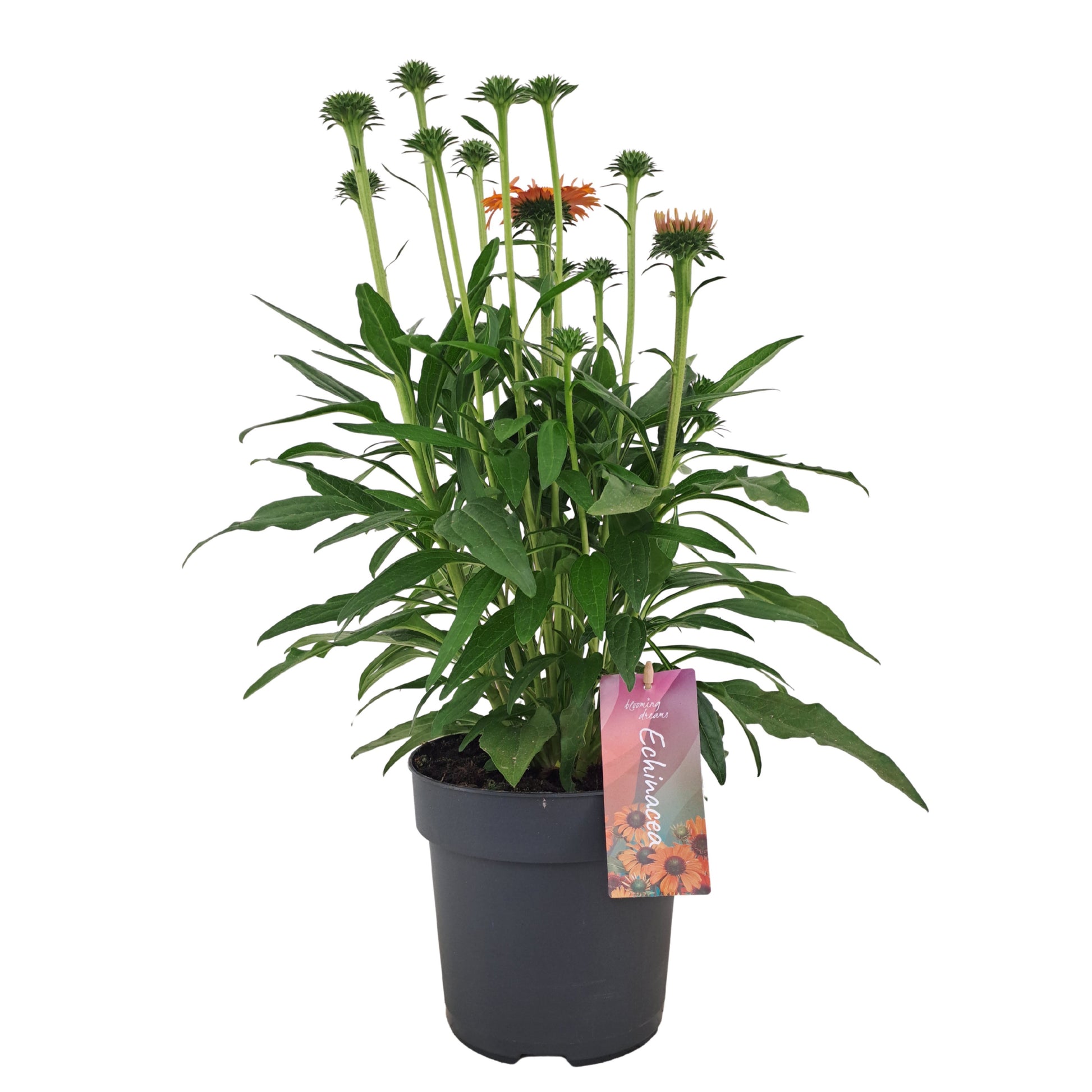Echinacea Sunseekers Mineola 50cm 17cm Pot
