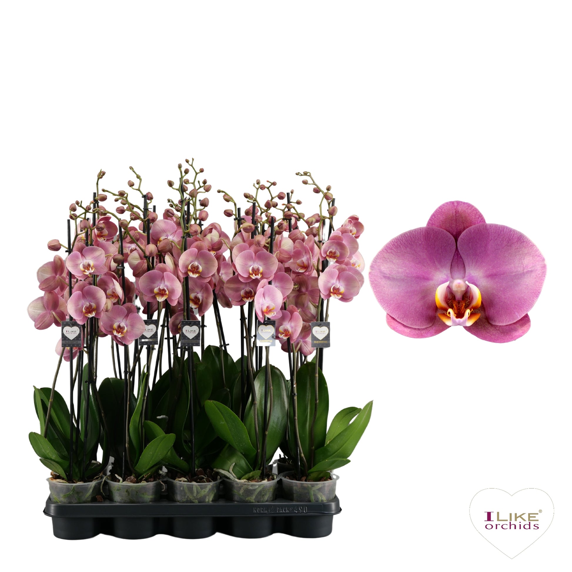 Levoplant BV Phalaenopsis Hybrid Pack of 12