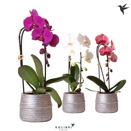 Phalaenopsis Elegant cascade 50cm 12cm Pot